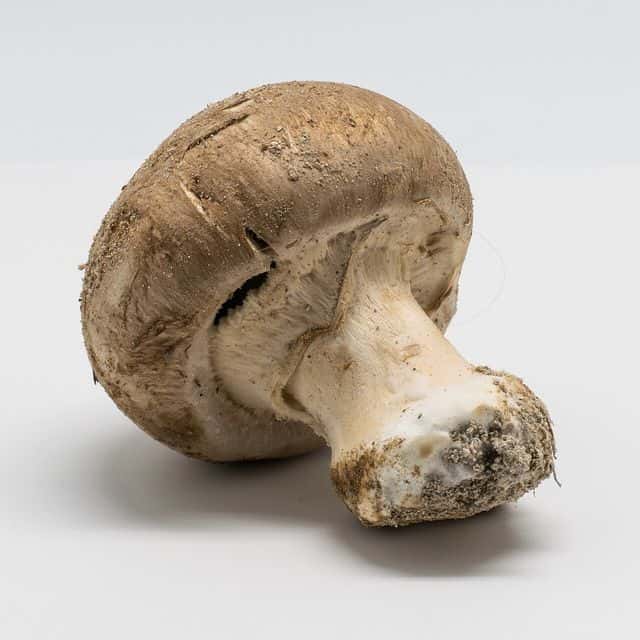 Ciuperci champignon