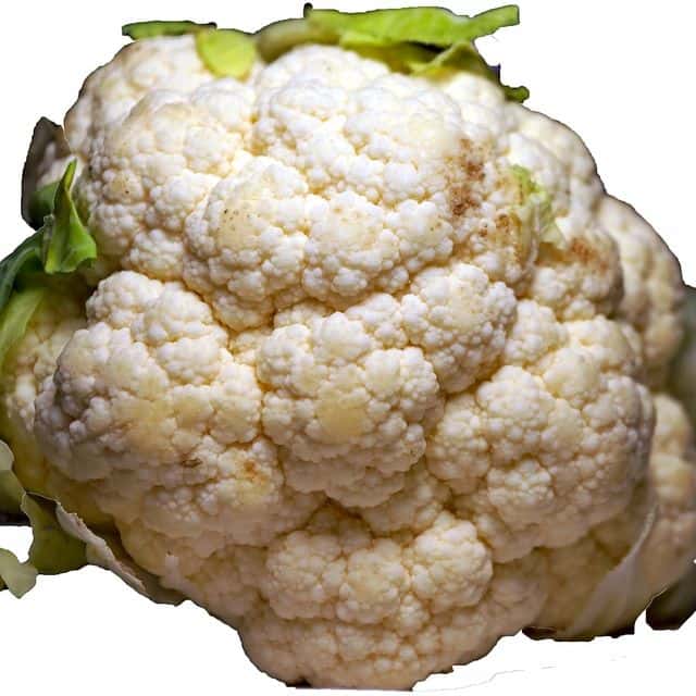 Conopidă
