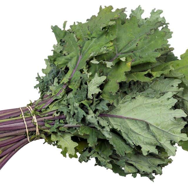 Kale (varză furajeră)