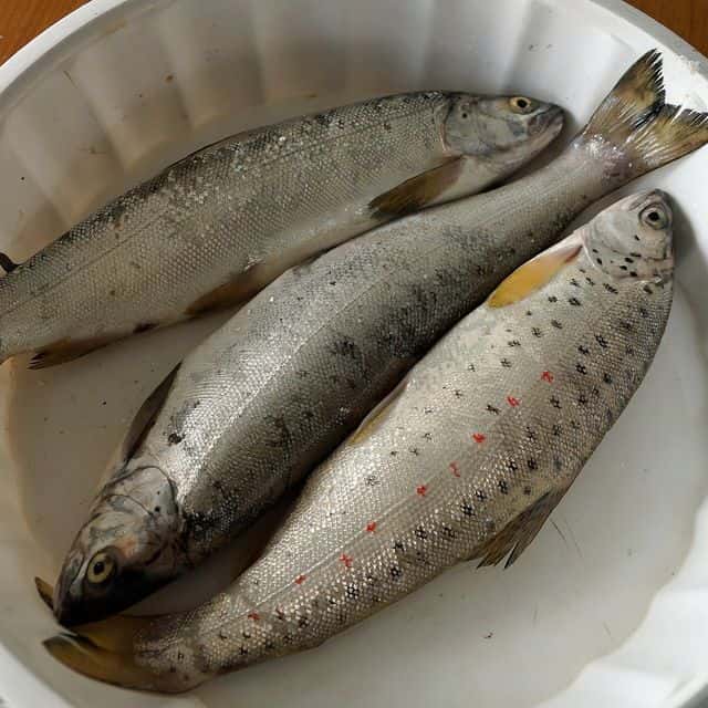 Păstrăv