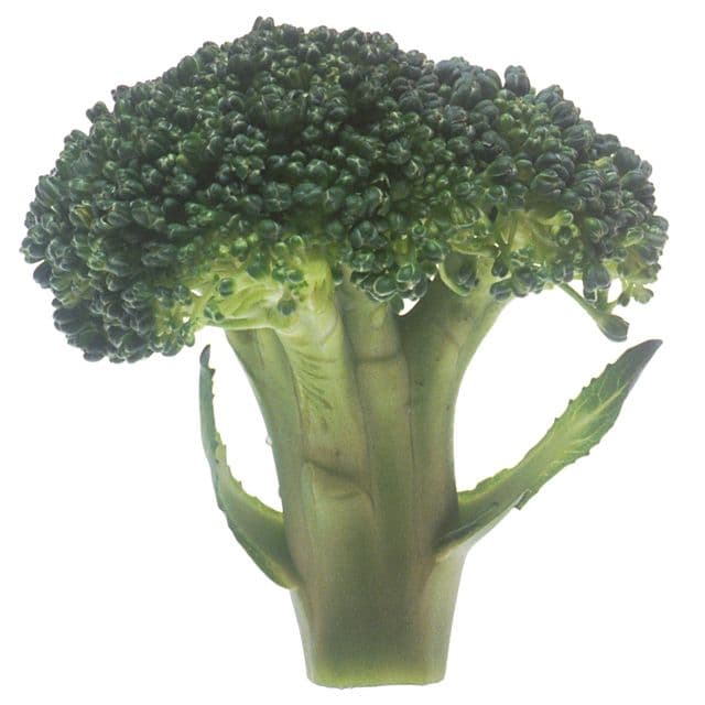 Broccoli