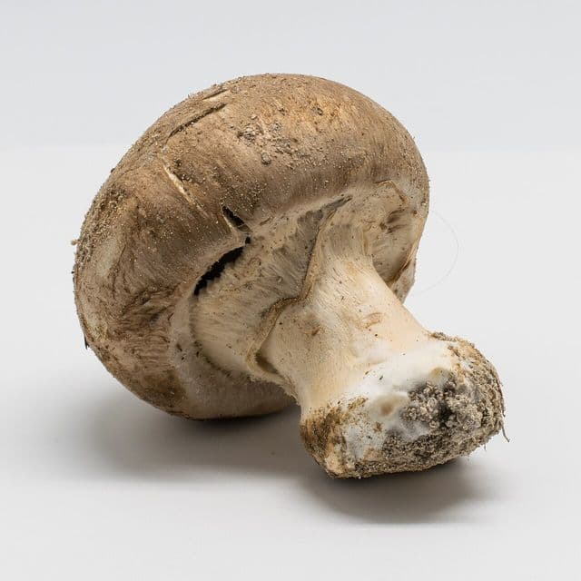 Ciuperci champignon