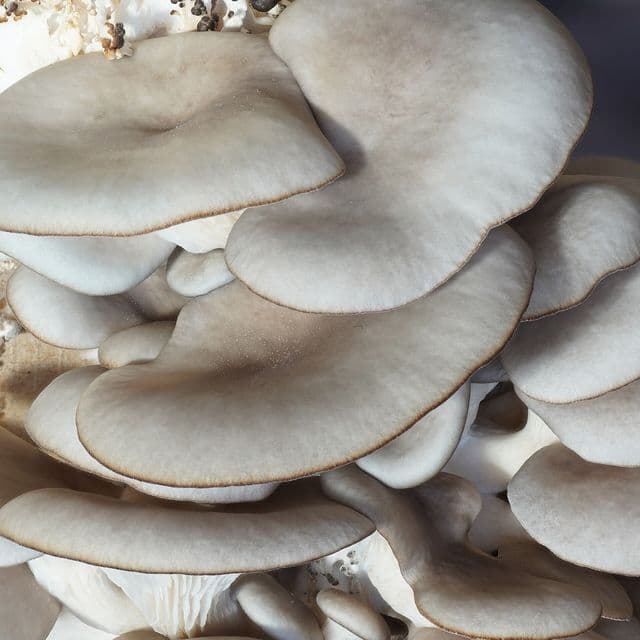 Ciuperci pleurotus