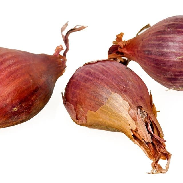 Eșalotă