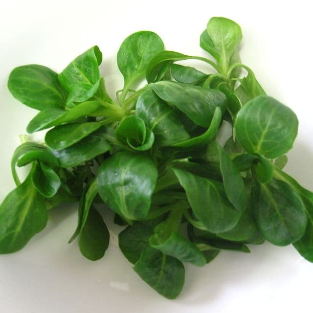 Fetică (salată valeriană)