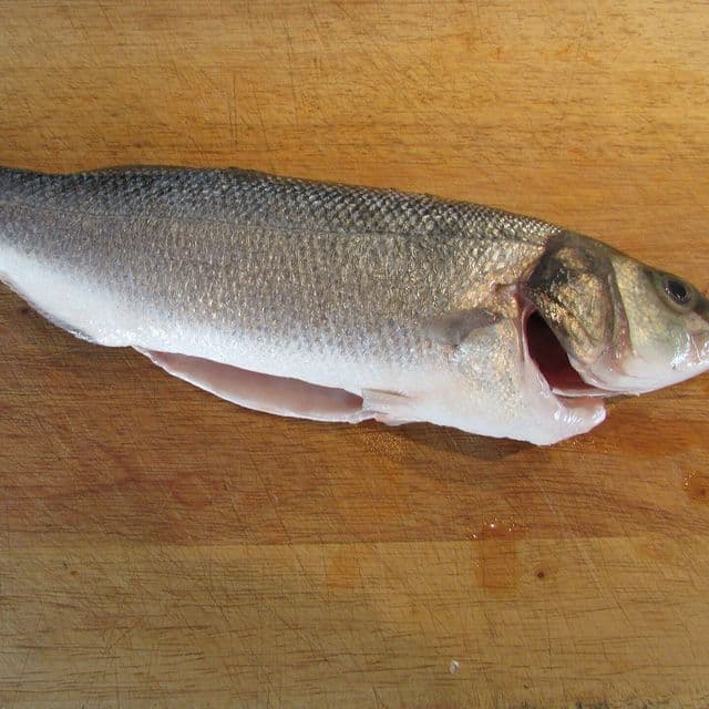 Lavrac (biban de mare)