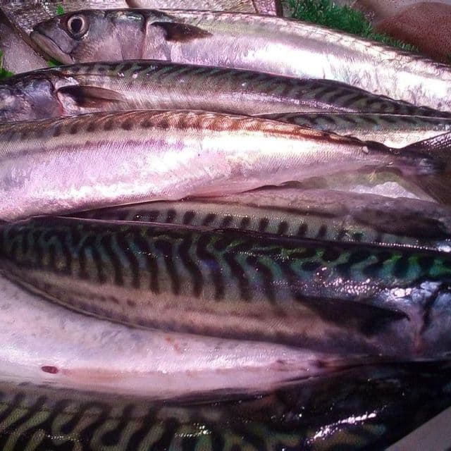 Macrou