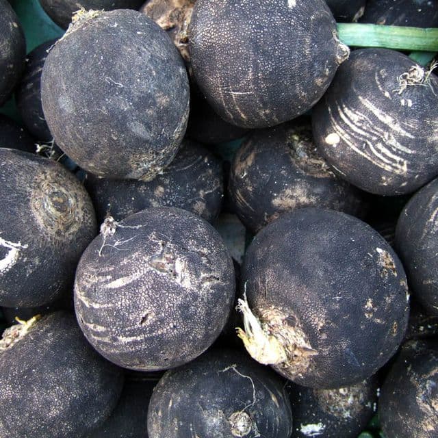 Ridichi negre
