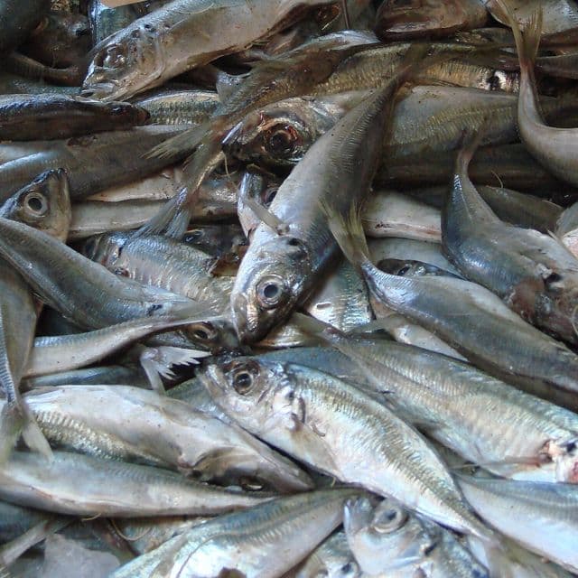 Stavrid